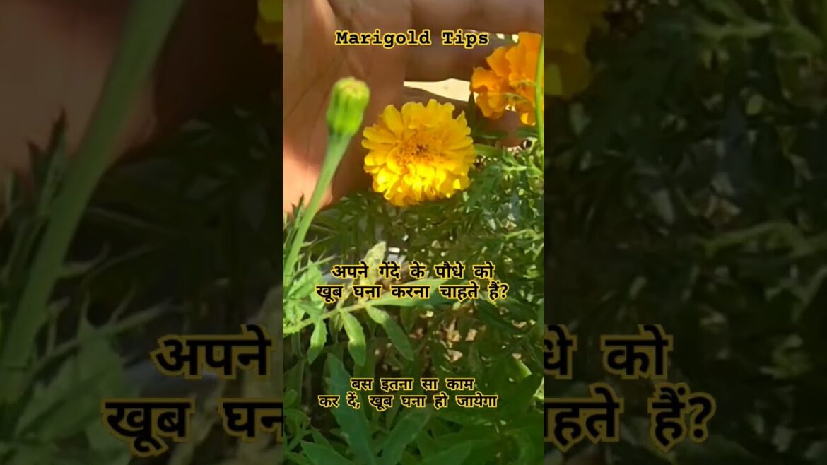 Marigold tips #garden