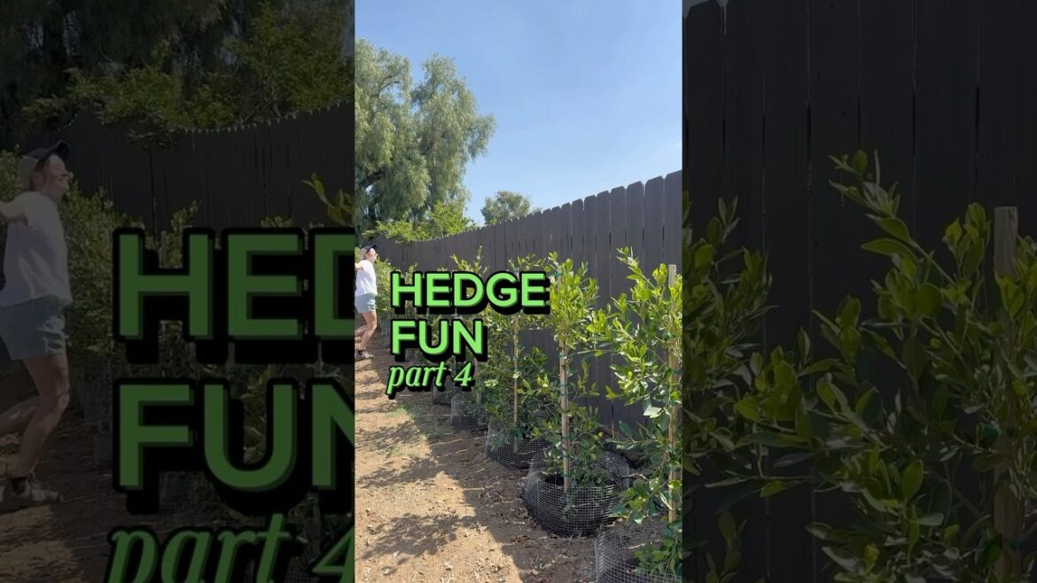 250 FEET! #diyshorts #diy #hedges #yardwork #landscape #backyard #shorts #exteriordesign #home