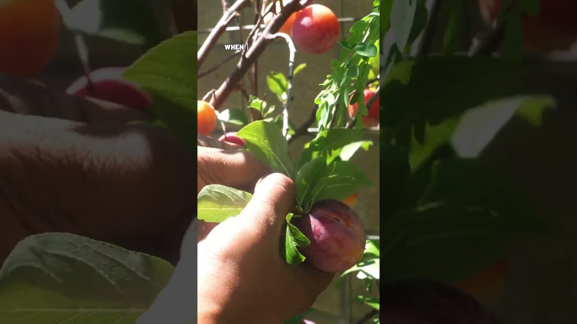 How to Grow & Water Pluots in Your Home Garden 🍑 | Planting to Harvest!