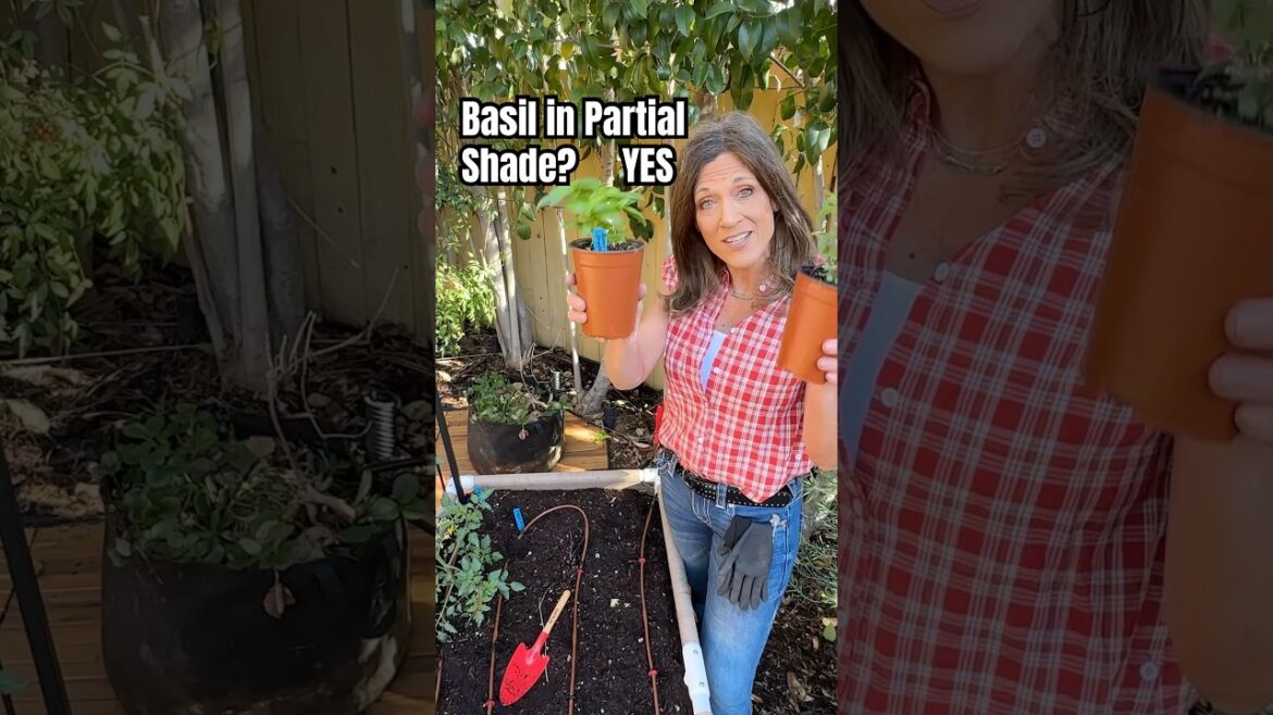 Grow Basil in Partial Shade?  YES