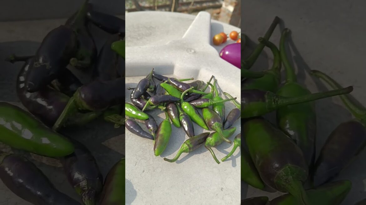 Transform Terrace Into A Garden Tips & Ideas #terrace garden Transform Terrace Into A Garden Tips & Ideas #terrace garden