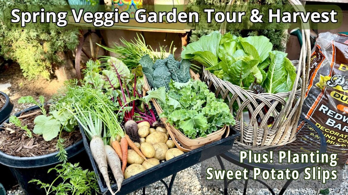 Spring Veggie Garden Tour & To Dos | Planting Sweet Potatoes | Container Vegetable Gardening #zone10 Spring Veggie Garden Tour & To Dos | Planting Sweet Potatoes | Container Vegetable Gardening #zone10