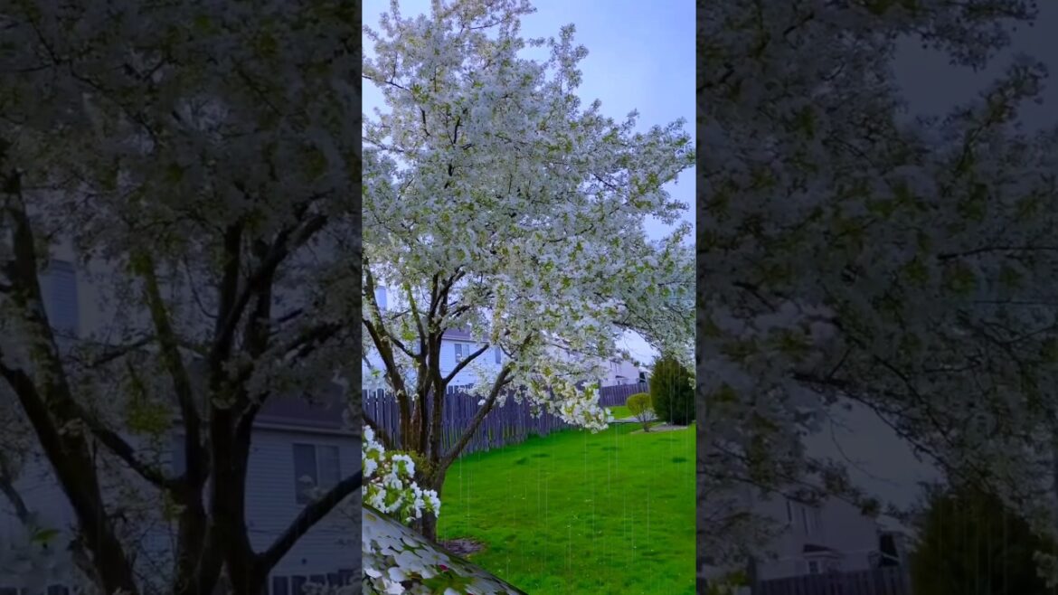 Flower New Short Video || The Wary Vlog #flowerstatus #flowers #youtubeshorts #shortvideo #trending