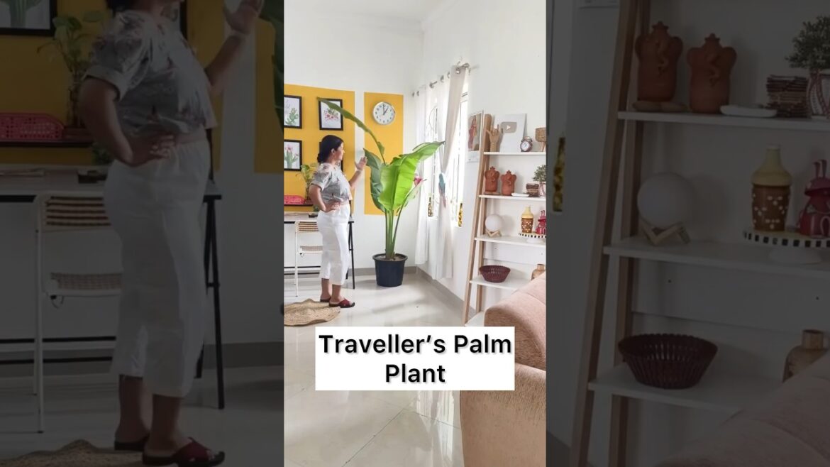 Jugaad Ke Saath Tall Indoor Plants To Style Your Home #shorts