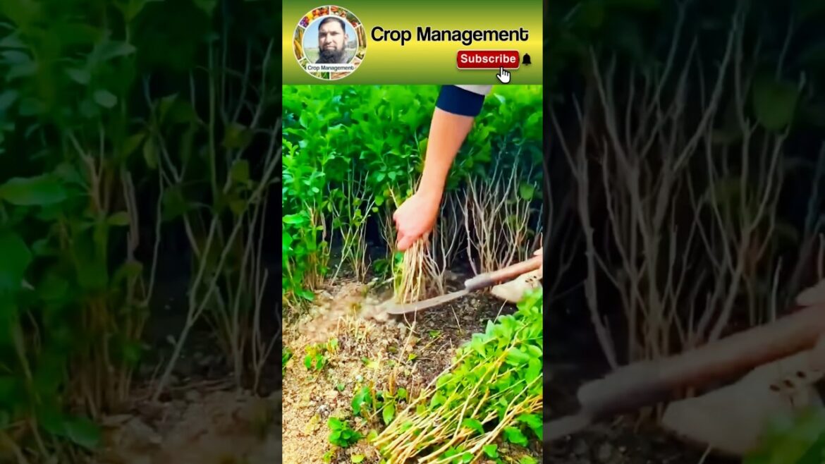 Prune Karonda Plant for More Fruit Yield