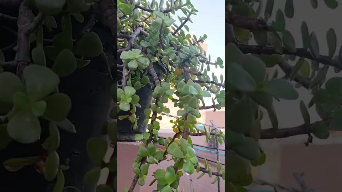 jade plant updates #trending #garden #jade #viralvideo #shorts #jadeplantcaretips #plants #gardening jade plant updates #trending #garden #jade #viralvideo #shorts #jadeplantcaretips #plants #gardening
