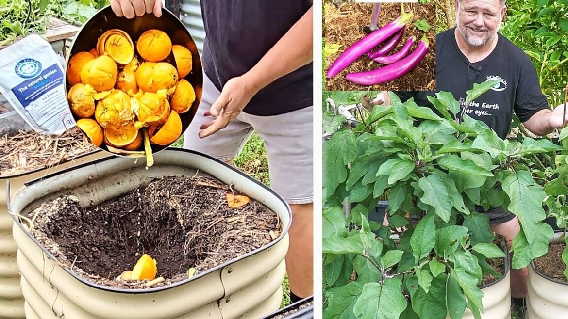 Using ORANGE PEEL Waste to Grow GREAT Eggplants!