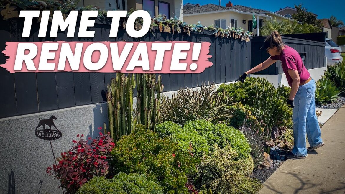 Pacific Beach Succulent Garden Renovation Pacific Beach Succulent Garden Renovation