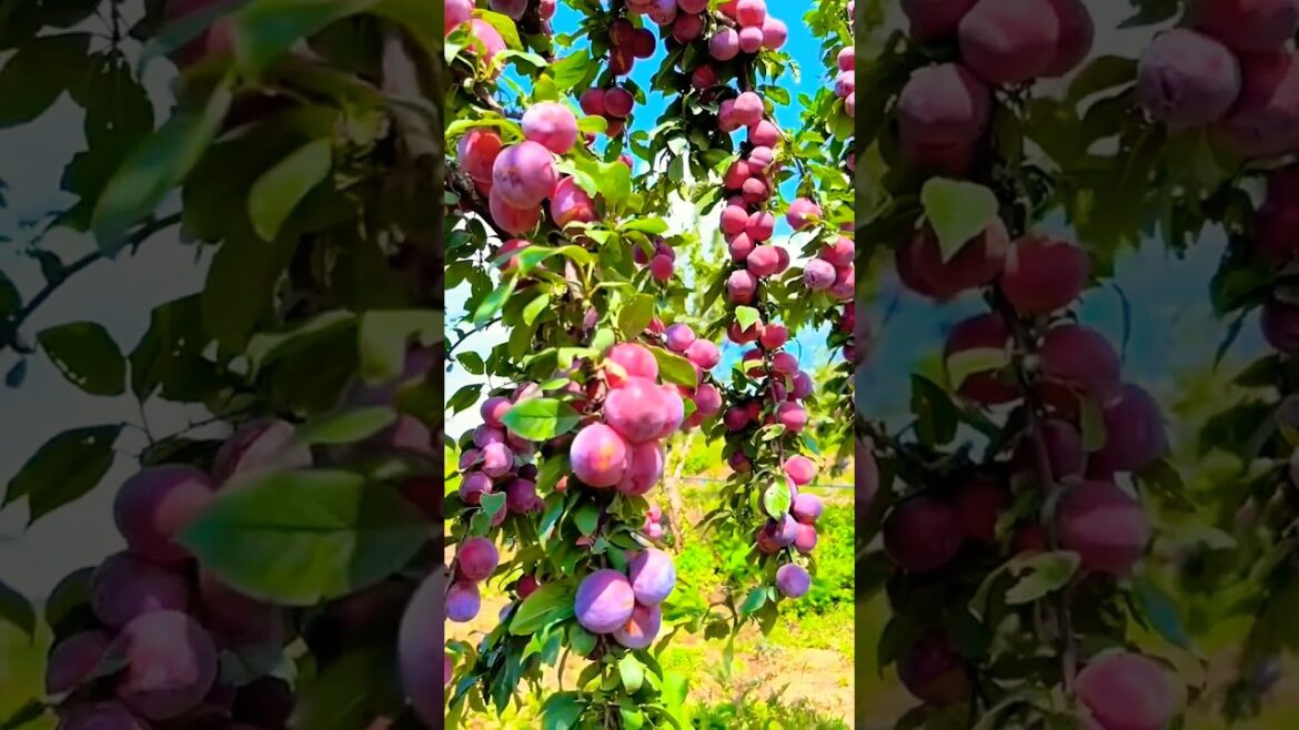 This Fruit Garden is a DREAM! ๐๐ (Satisfying Picking, Juicy Close-Ups & DIY Tips) #shorts #fruit This Fruit Garden is a DREAM! ๐๐ (Satisfying Picking, Juicy Close-Ups & DIY Tips) #shorts #fruit