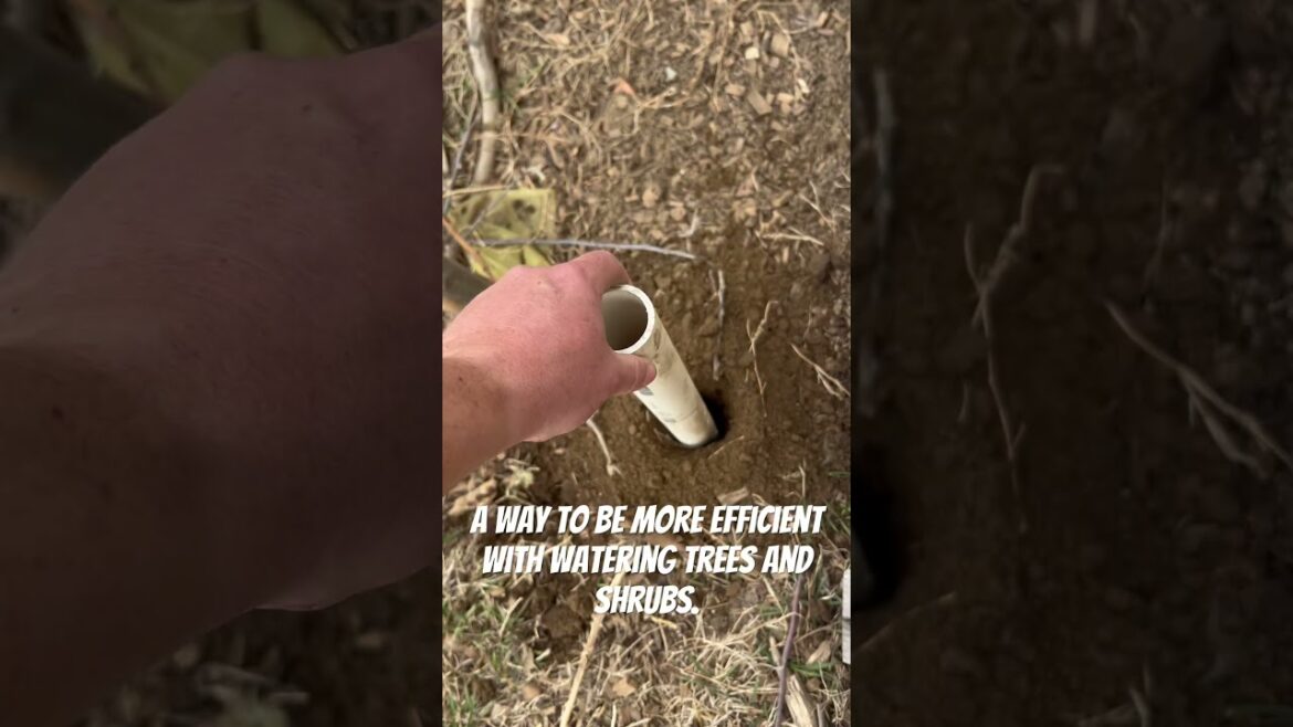 Getting water to the roots #springdiaries #water #wateringplants #gardeningtips n