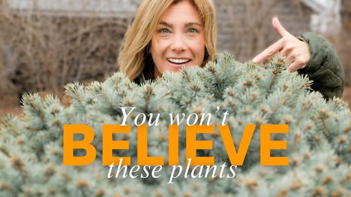 Is this the best plant haul EVER?