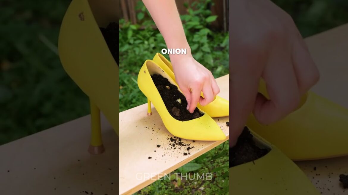 Surprising gardening secrets for a cozy space 🌱 Surprising gardening secrets for a cozy space 🌱