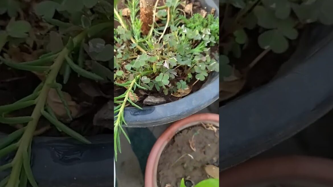 Oxalis Plant Tips Video 🪴🏡#oxalis #garden #ytshorts #rajnandanisonioffical #gardening #shorts #plant