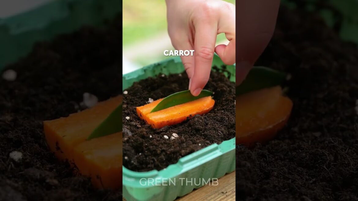 Mind-blowing gardening tips for outdoor and indoor Mind-blowing gardening tips for outdoor and indoor