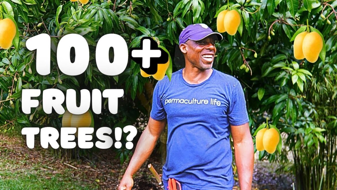 100+ Tropical Fruit Trees in a Suburban Backyard? |AndreTheFarmer’s Wild Central Florida Food Forest