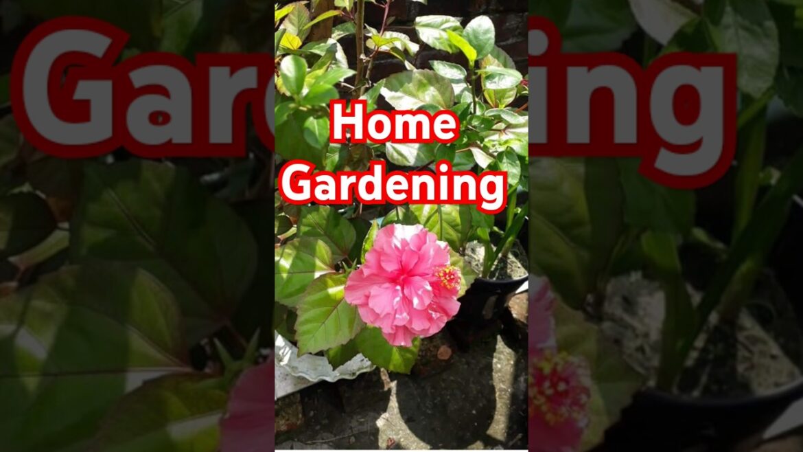 gardening ideas for homeđĨ°#shorts #shortsfeed #garden #gardening #flowers #nature #youtubeviralshorts gardening ideas for homeđĨ°#shorts #shortsfeed #garden #gardening #flowers #nature #youtubeviralshorts
