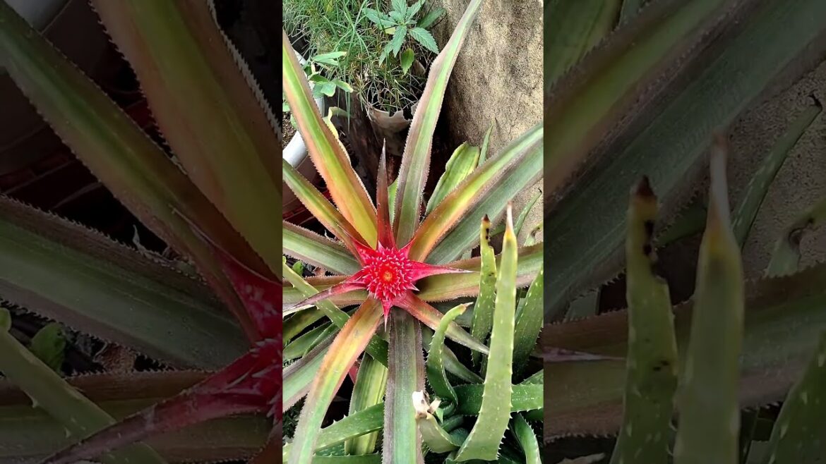 Tips For Pineapple Grow | How To Grow Pineapple Grow #shorts #gardening #pineapple #shortsvideo