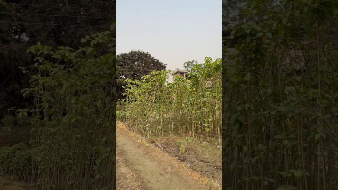 Kadam plants available @WorldPlantation.nursery #nursery #plants #gardening #supply #india