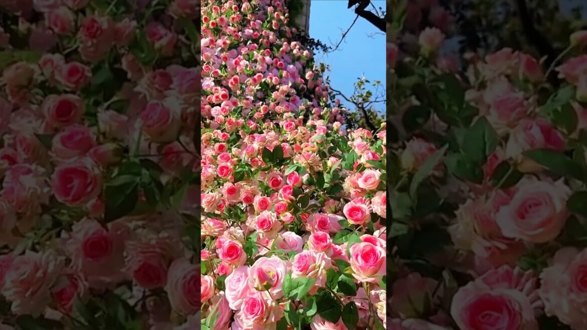 Harvesting super rose flowers||beautiful pink rose#rose#flowers#trendingshorts#youtubeshorts#shorts