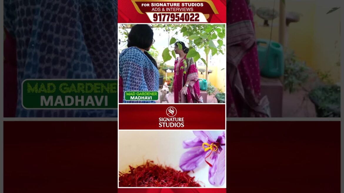 @MADGARDENER Mad Gardener Madhavi Special Interview | Signature Studios