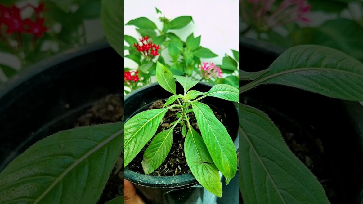 Tips For Pentas Care | How To Care Pentas #shorts #gardening Tips For Pentas Care | How To Care Pentas #shorts #gardening