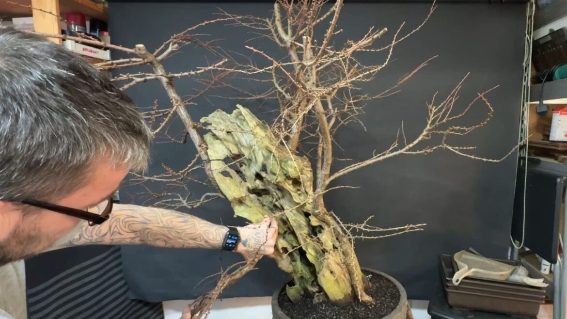 The Great Tanuki Bonsai Experiment