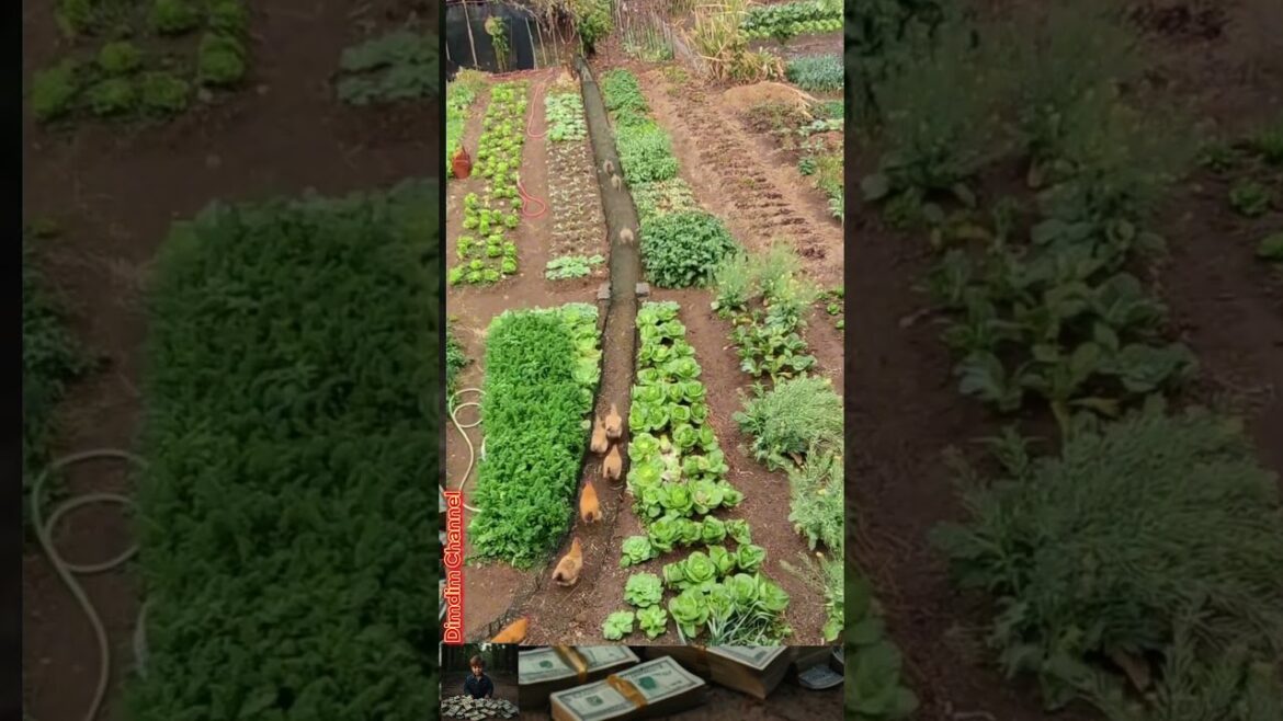 Smart Design Could Change Backyard Farming #shorts #smartdesign Smart Design Could Change Backyard Farming #shorts #smartdesign