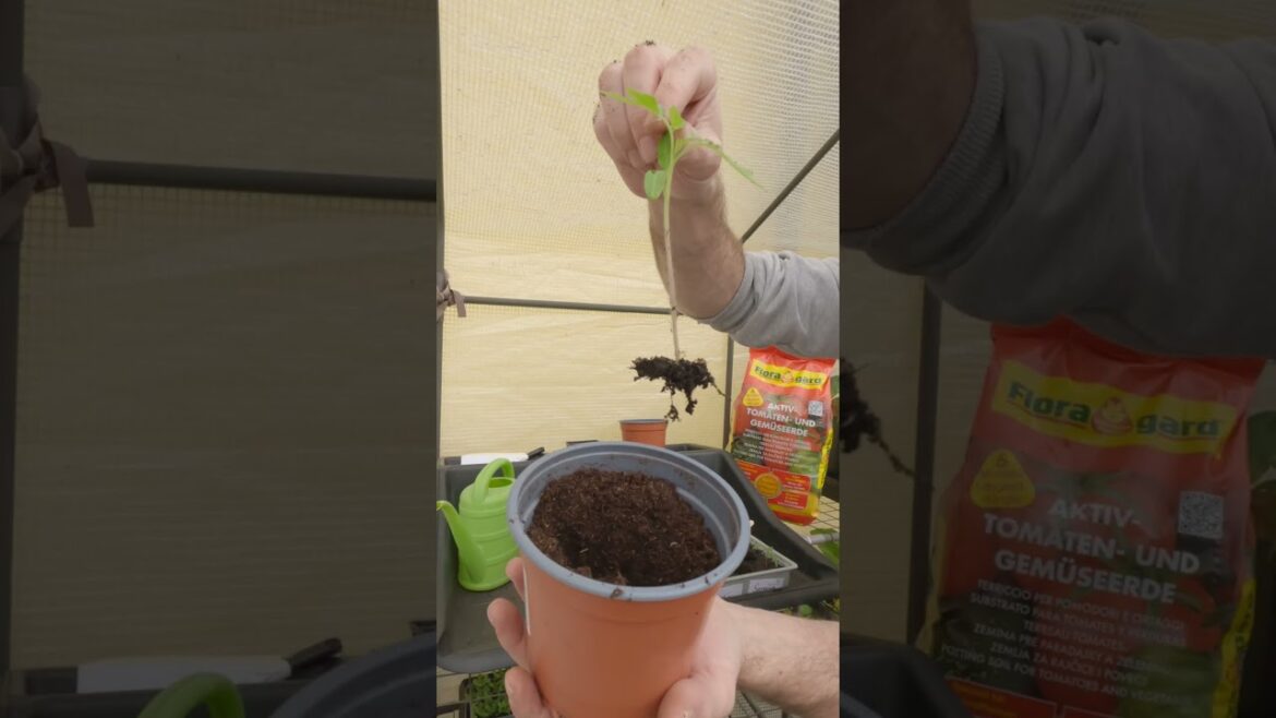 Tomaten Pikieren #tomaten #gartentipps #garten