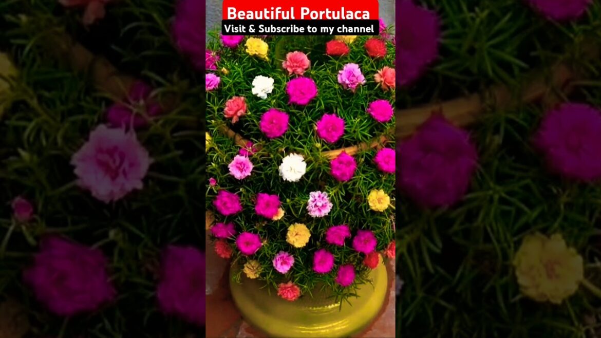 Beautiful Portulaca Flower plant | Mose flowers #portulaca #flowerplant #gardening #garden
