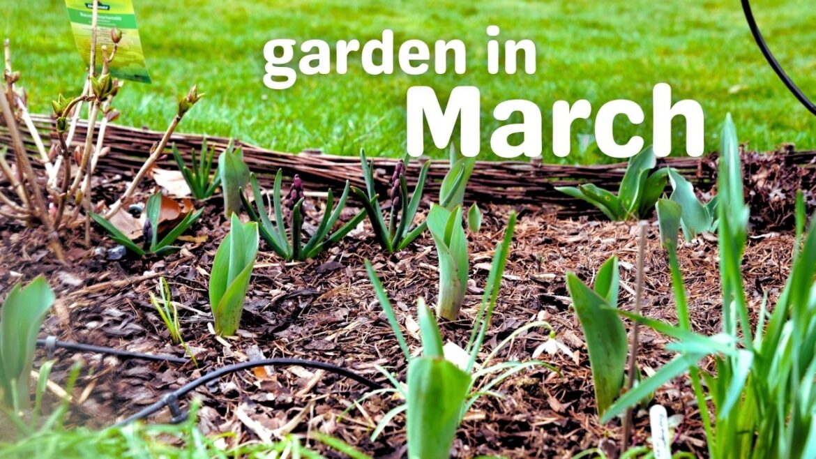 Walk my Garden with me | March 2025 | My Garden plans for this year Walk my Garden with me | March 2025 | My Garden plans for this year