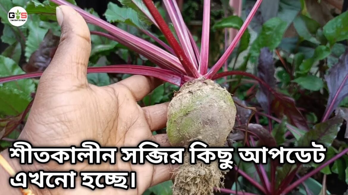 শীতের সব্জি এখন হচ্ছে সকলে করুন । Vegetable Gardening | Winter vegetable | gardening tips and tricks