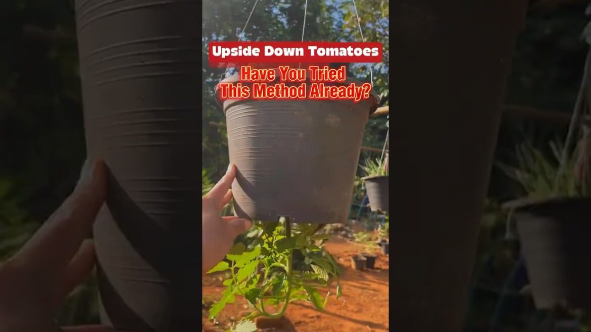 Grow Juicy Tomatoes Upside Down – Genius Gardening Hack! 🍅🍅 #upsidedowntomato