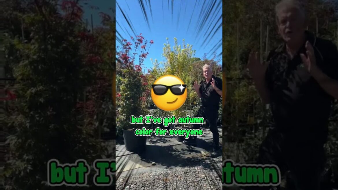 Here’s How to Create a Beautiful Autumn Garden of Any Size on a Budget. 🍂 Here’s How to Create a Beautiful Autumn Garden of Any Size on a Budget. 🍂