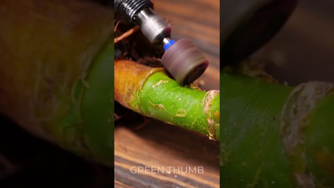 Help your indoor plant: treatment, care, pest control 🥀