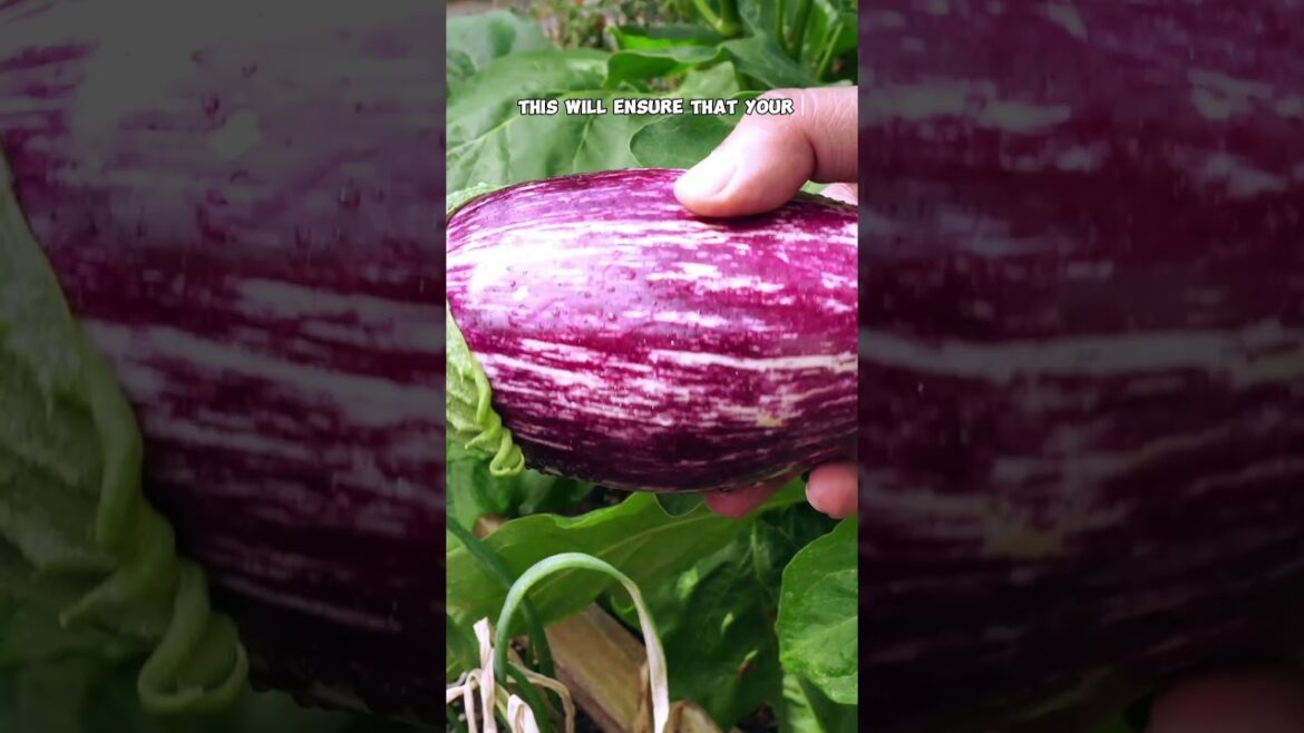 Grow Bigger, Better Eggplants! 🌿 Top Tips for Brinjal/Aubergine Success