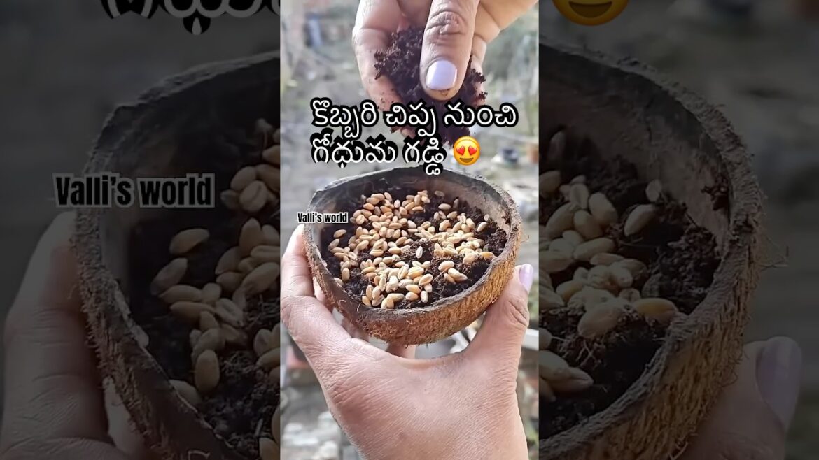 How to propagate wheat grass #Ideas-2 #growing seeds #gardening#ytshorts #telugushorts How to propagate wheat grass #Ideas-2 #growing seeds #gardening#ytshorts #telugushorts