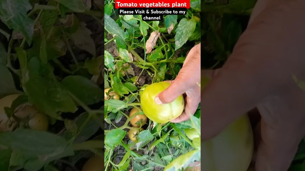 Tomato vegetables plant | Tomatoes flowers #tomato #tomatoes #gardening #vegetables #agriculture