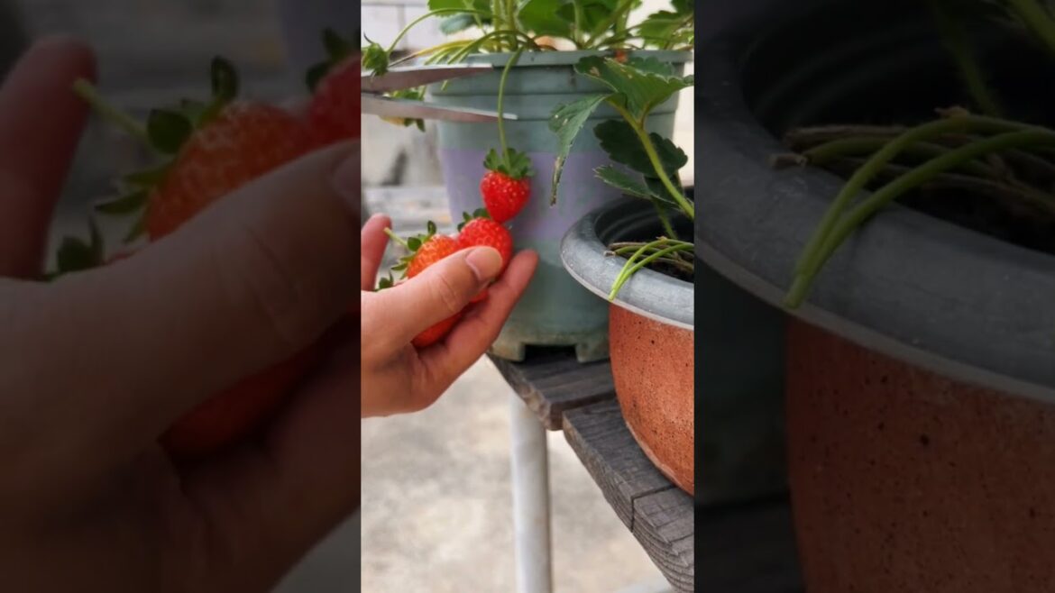The Sweet Delight of Fresh Strawberries