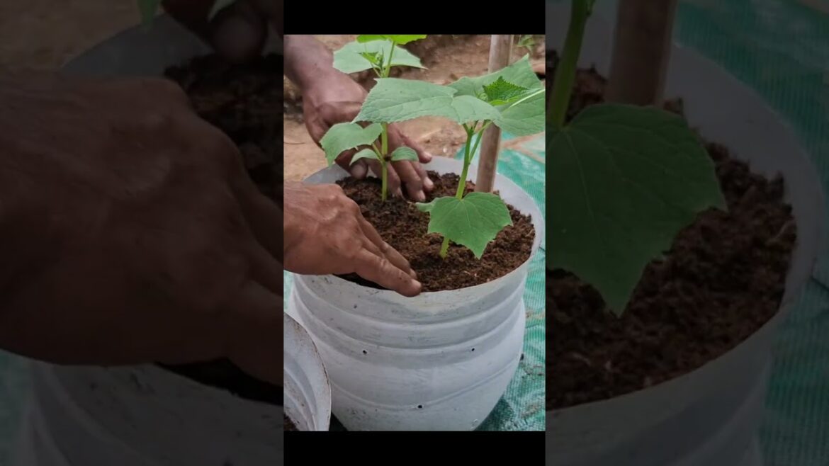 Growing Cucumbers In Pot
