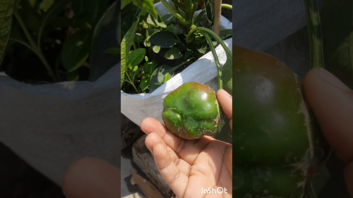 ছাদ বাগানের সবজি harvesting #stroberry #gardendesign #garden #trending #minivlog#gardening #ytshorts