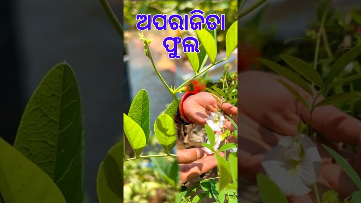 ଅପରାଜିତା ଗଛରେ ଲଦି ହେବ କଢ ଫୁଲ #odia #summer #garden #viral #aparajita #tips #shorts