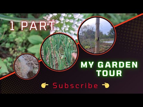 My beautiful 💚Garden Tour #I ❣️ my Garden My beautiful 💚Garden Tour #I ❣️ my Garden