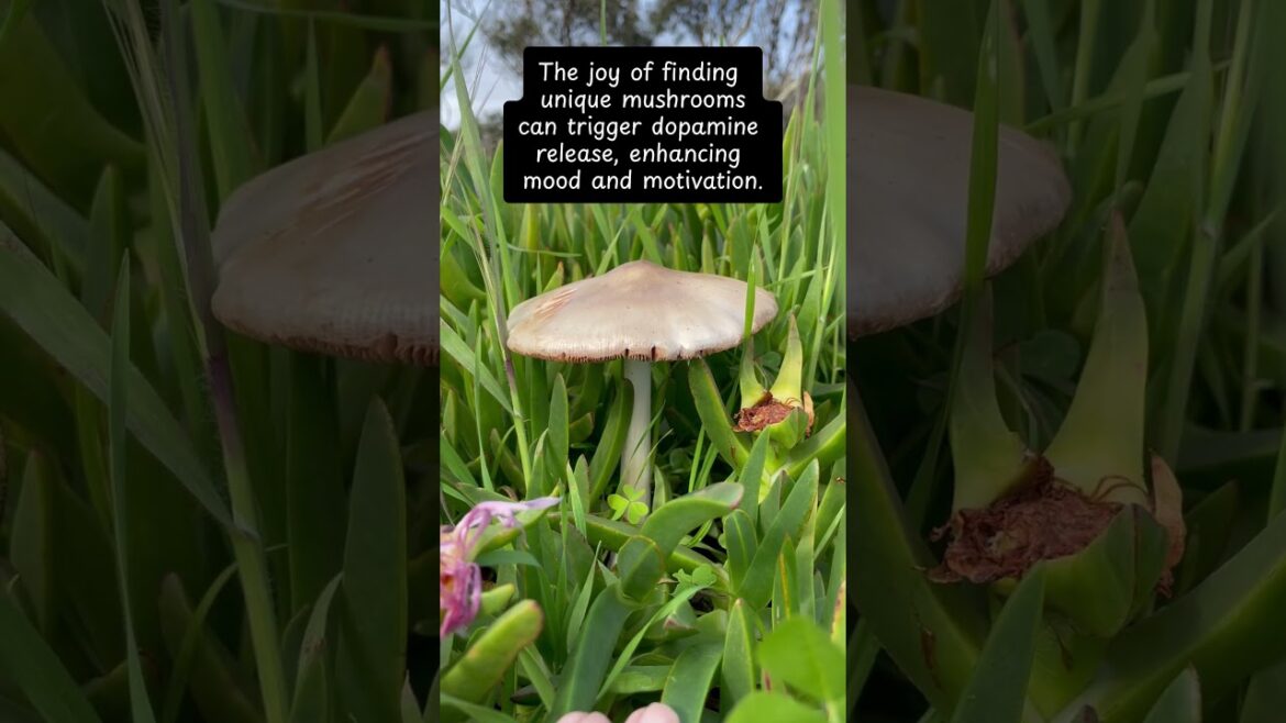 Nature’s Tiny Therapists: The Magic of Mushrooms #mushroom #magic #healing #mentalhealth #peace