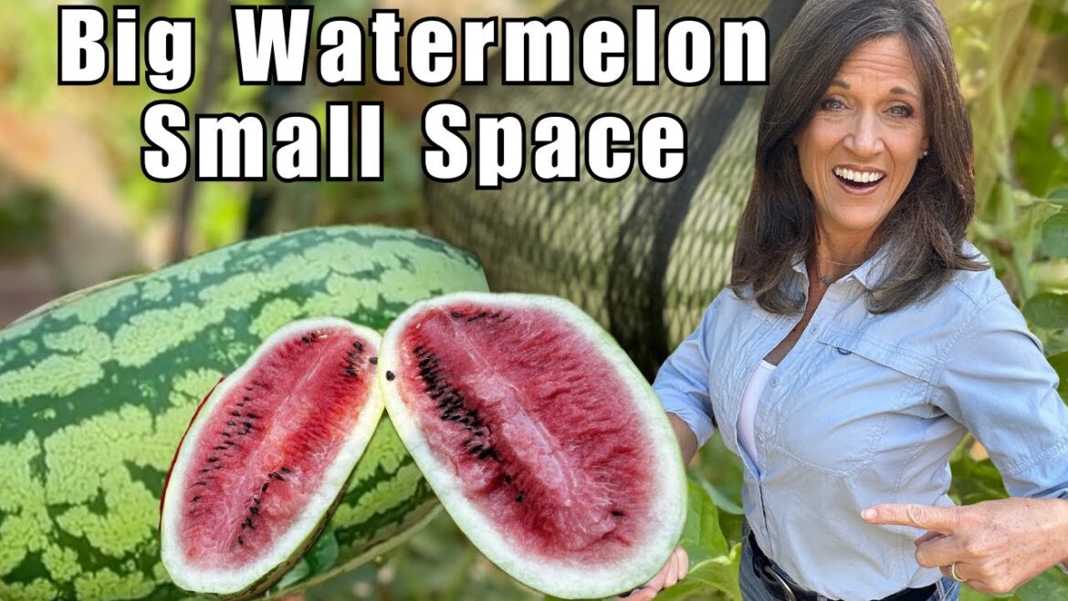 Grow Watermelon in a Small Garden — Vertical Method for Raised Beds & Containers