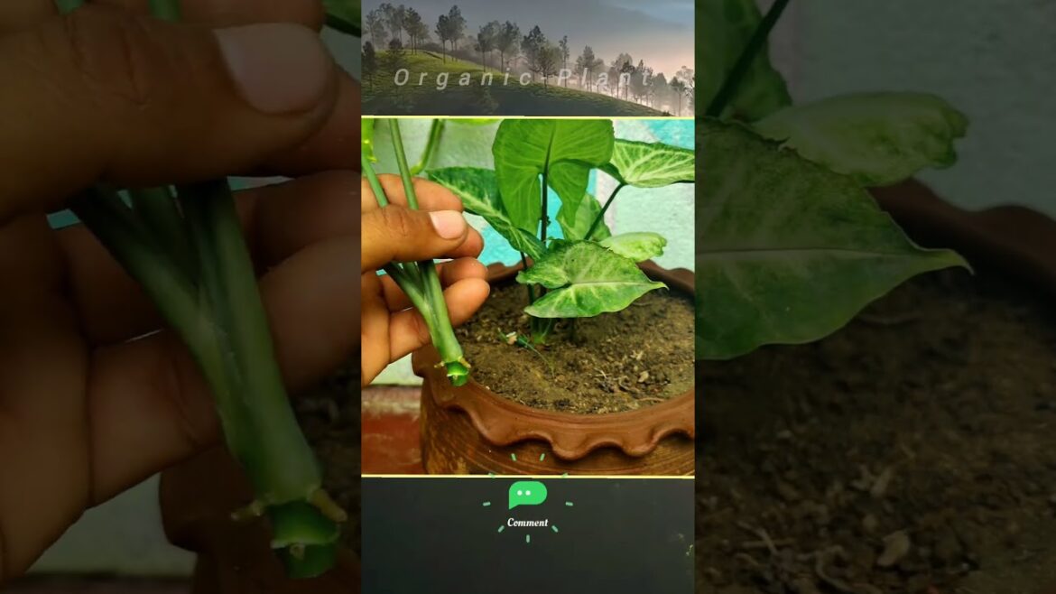 Arrowhead Cutting Grow In Winter | How To Grow Cutting In Arrowhead #shortvideo #shorts #gardening