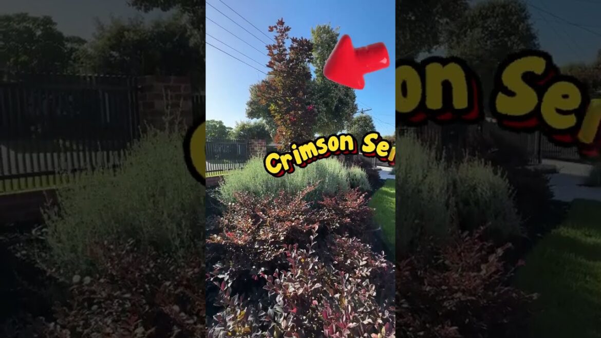 The Hardy Native Shrub That Works in Any Garden - Creeping Saltbush.