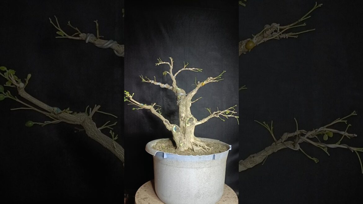 #Murraya paniculata bonsai #kamini bonsai #shortsfeed #youtube shorts #shorts #youtubeshorts video #