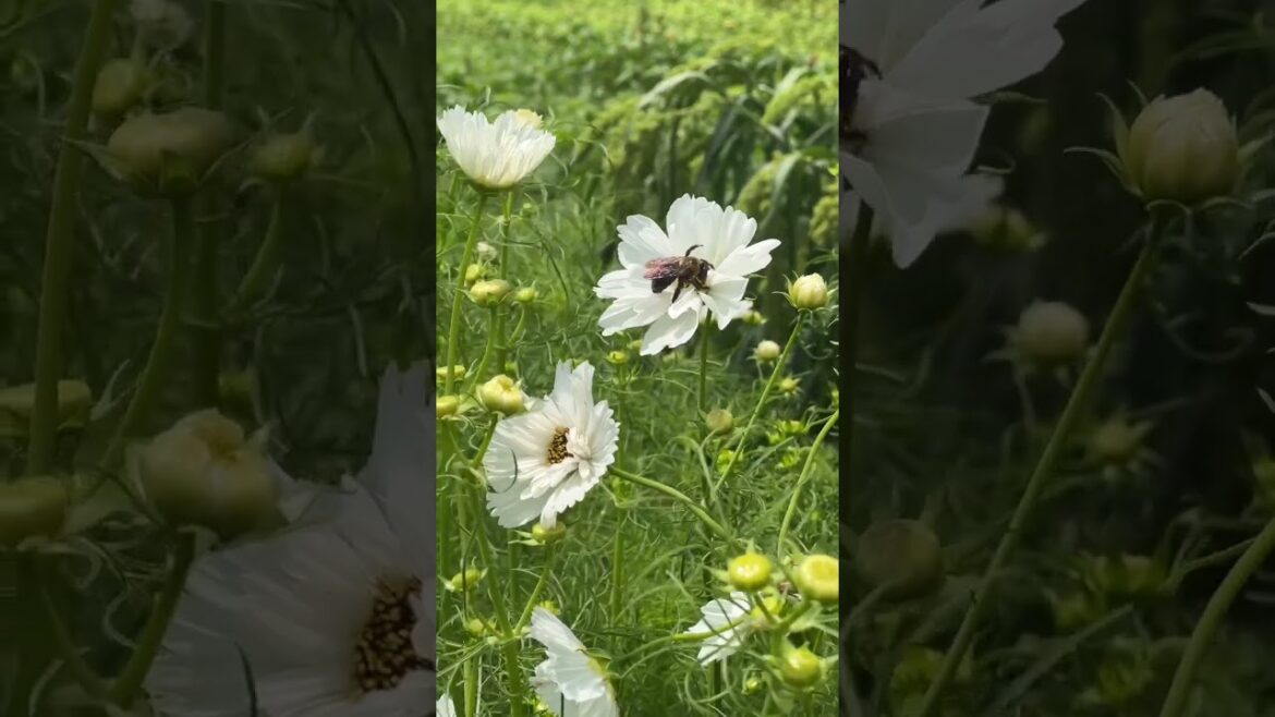 Get Cosmo seeds in my shop! Learn how to grow beautiful cut flowers in your backyard, pickup a copy Get Cosmo seeds in my shop! Learn how to grow beautiful cut flowers in your backyard, pickup a copy