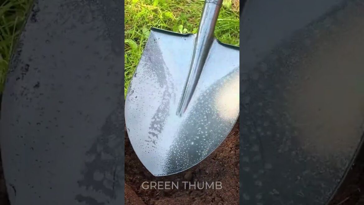 Easy Hacks for a Lush Garden Oasis! Easy Hacks for a Lush Garden Oasis!