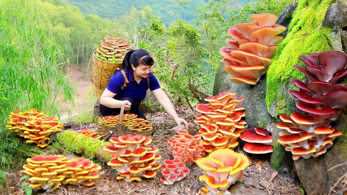 How to Harvest King Oyster Mushroom, goes To Market Sell - Harvesting and Cooking|Tieu Vy Daily Life